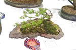 SBA Bonsai Tree Photos Gardening Scotland 2013