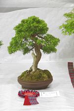 SBA Bonsai Tree Photos Gardening Scotland 2013