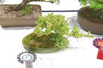 SBA Bonsai Tree Photos Gardening Scotland 2013