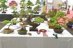 SBA Bonsai Tree Photos Gardening Scotland 2013