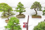 SBA Bonsai Tree Photos Gardening Scotland 2013