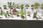 SBA Bonsai Tree Photos Gardening Scotland 2013