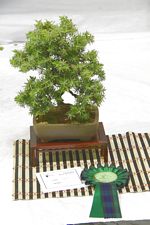 SBA Bonsai Tree Photos Gardening Scotland 2013