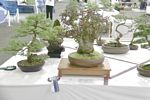 SBA Bonsai Tree Photos Gardening Scotland 2013