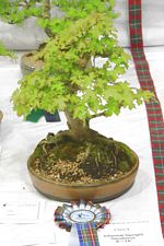 SBA Bonsai Tree Photos Gardening Scotland 2013