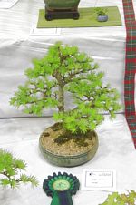 SBA Bonsai Tree Photos Gardening Scotland 2013