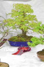 SBA Bonsai Tree Photos Gardening Scotland 2013