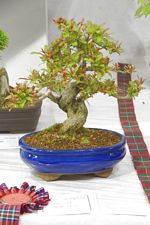 SBA Bonsai Tree Photos Gardening Scotland 2013