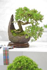 SBA Bonsai Tree Photos Gardening Scotland 2013