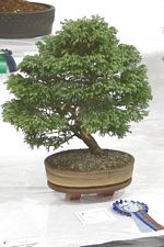 SBA Bonsai Tree Photos Gardening Scotland 2013