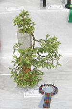 SBA Bonsai Tree Photos Gardening Scotland 2013