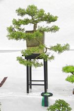 SBA Bonsai Tree Photos Gardening Scotland 2013