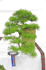 SBA Bonsai Tree Photos Gardening Scotland 2013