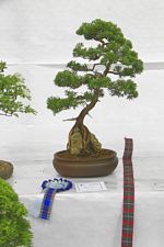 SBA Bonsai Tree Photos Gardening Scotland 2013