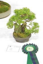 SBA Bonsai Tree Photos Gardening Scotland 2013