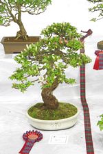 SBA Bonsai Tree Photos Gardening Scotland 2013