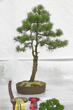 SBA Bonsai Tree Photos Gardening Scotland 2013