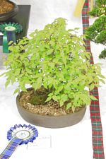 SBA Bonsai Tree Photos Gardening Scotland 2013