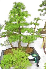 SBA Bonsai Tree Photos Gardening Scotland 2013