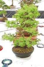 SBA Bonsai Tree Photos Gardening Scotland 2013