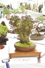 SBA Bonsai Tree Photos Gardening Scotland 2013