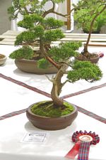 SBA Bonsai Tree Photos Gardening Scotland 2013