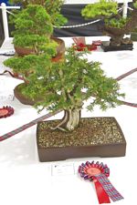 SBA Bonsai Tree Photos Gardening Scotland 2013