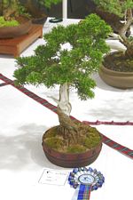 SBA Bonsai Tree Photos Gardening Scotland 2013