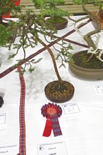 SBA Bonsai Tree Photos Gardening Scotland 2013