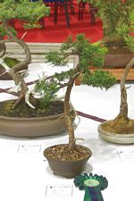 SBA Bonsai Tree Photos Gardening Scotland 2013