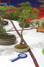 SBA Bonsai Tree Photos Gardening Scotland 2013