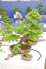 SBA Bonsai Tree Photos Gardening Scotland 2013