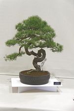 SBA Bonsai Tree Photos Gardening Scotland 2013