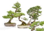 Gardening Scotland SBA Bonsai Tree Images