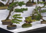 Gardening Scotland SBA Bonsai Tree Images