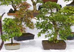 Gardening Scotland SBA Bonsai Tree Images