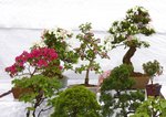 Gardening Scotland SBA Bonsai Tree Images