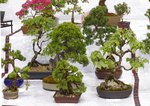 Gardening Scotland SBA Bonsai Tree Images