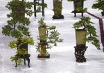 Gardening Scotland SBA Bonsai Tree Images