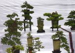 Gardening Scotland SBA Bonsai Tree Images