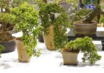 Gardening Scotland SBA Bonsai Tree Images