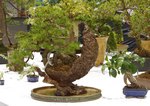 Gardening Scotland SBA Bonsai Tree Images