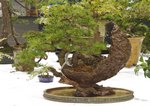 Gardening Scotland SBA Bonsai Tree Images