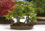 Gardening Scotland SBA Bonsai Tree Images