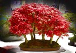 Gardening Scotland SBA Bonsai Tree Images