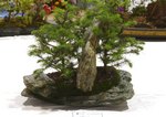 Gardening Scotland SBA Bonsai Tree Images