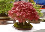 Gardening Scotland SBA Bonsai Tree Images