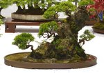 Gardening Scotland SBA Bonsai Tree Images