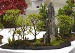 Gardening Scotland SBA Bonsai Tree Images