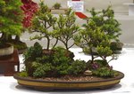 Gardening Scotland SBA Bonsai Tree Images